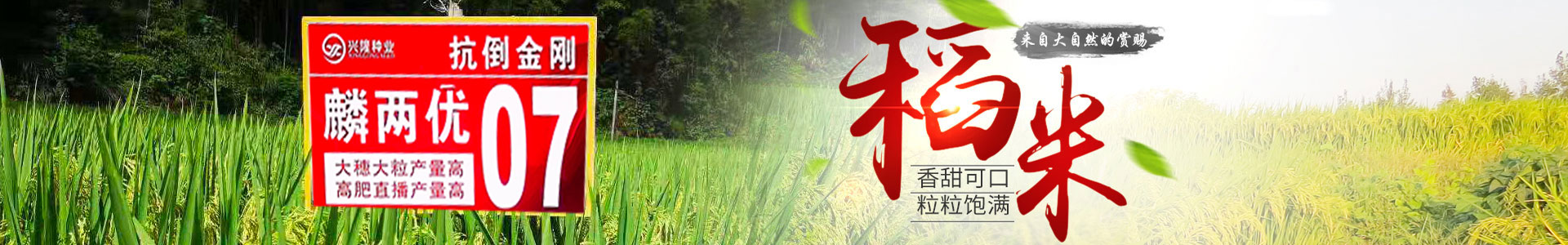 湖南凯发·K8下载种业有限公司_长沙稻谷种植与销售|长沙农作物品种的选育